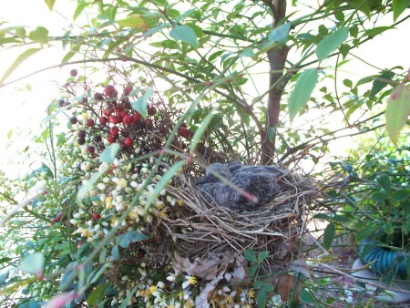 Baby dove in the front yard.