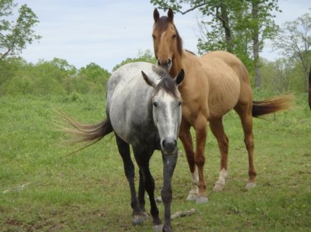 Two of our quarter horses