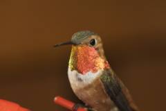roufous hummingbird