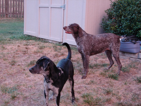 Our Dogs Hannah and Zoe