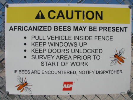 Killer Bees...
