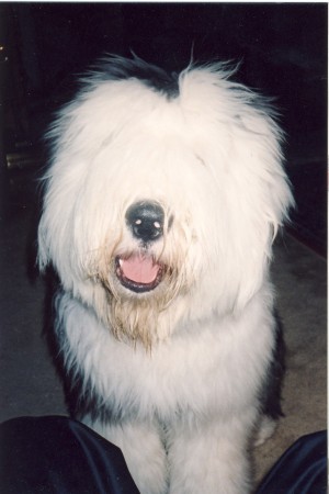 My Old English Sheepdog - "Bruno" - 2008