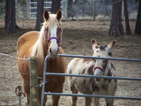 Tillee and Echo