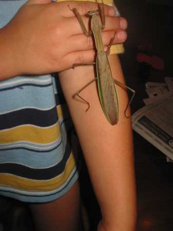 Logan found Preying Mantis in 2008