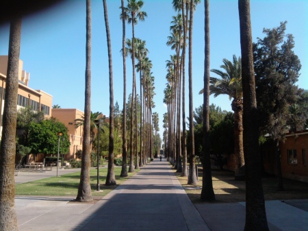 Picture of "Palm Walk"
