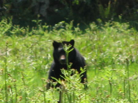 Really big Black Bear