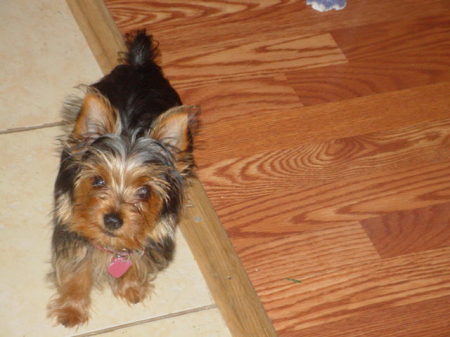 My Yorkie, Angel.