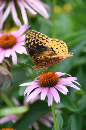 brown butterfly 1