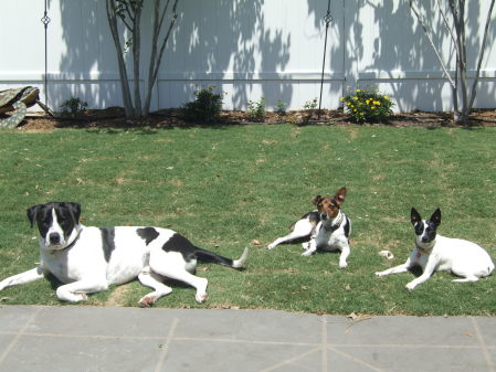 boomer, ralph, and bella.