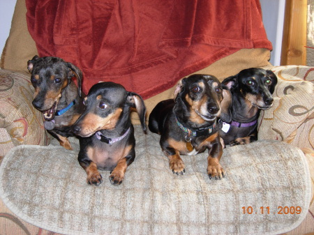 Rosie, Daphne, Sugar, Heidi