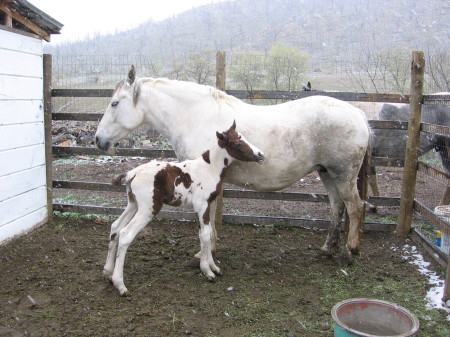 My horse buffy & filly