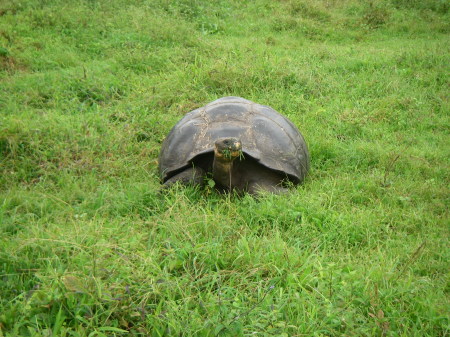 giant tortoise eating santa cruz camp