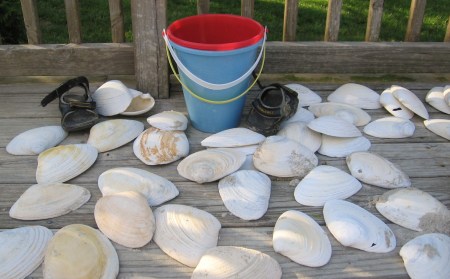 Clams from Sandy Neck!