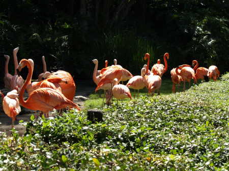 Flamingo's