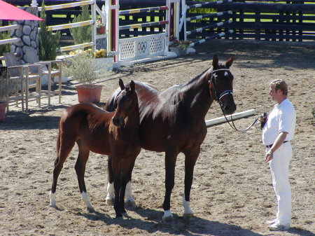 Hanoverian Horses