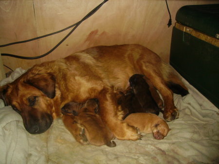 my dog missy and her puppies