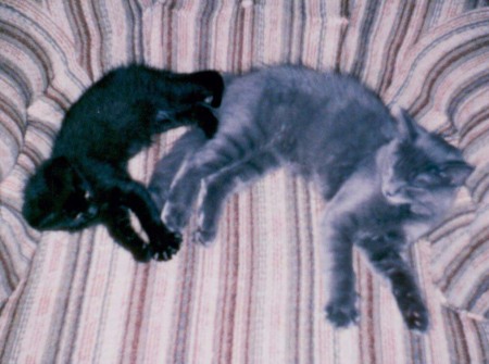 My cats 1999