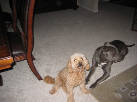 Pit Bull & Poodle