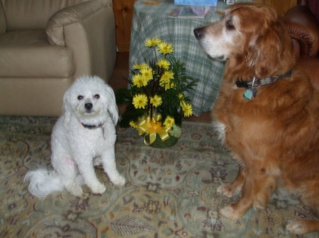 Poppy our 2 yr old Bichon and Elvis