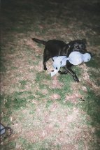 Our Coco Puff and his stuffed toy.