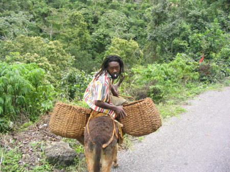 Horseback Jamaica 048