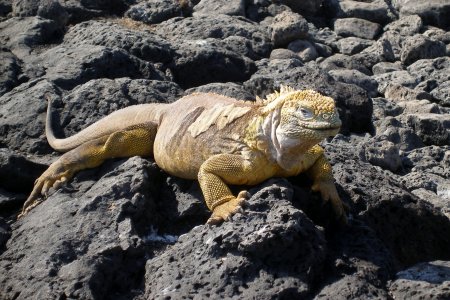 Land Iguana