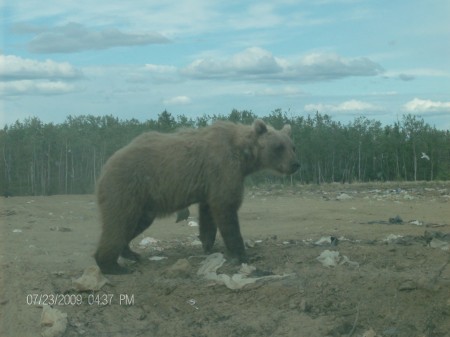 Young (3 year old) Grizzly