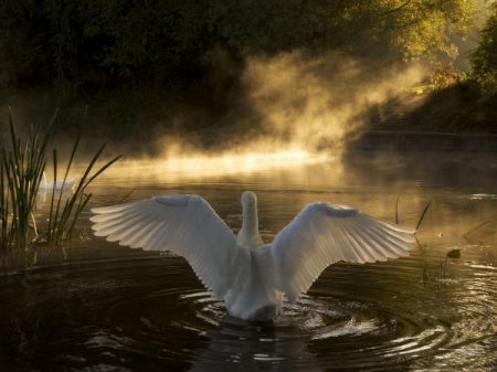 Swan