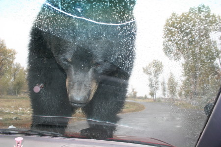 Bear on hood of car