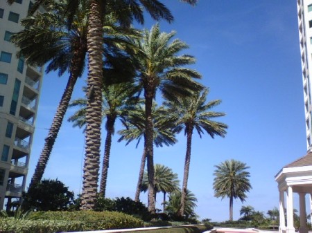 Palm Trees & Blue Skies