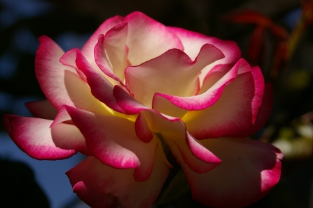 Beautiful Rose, Berkeley Rose Garden