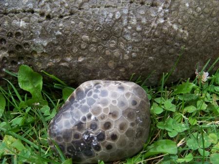 Petoskey stone