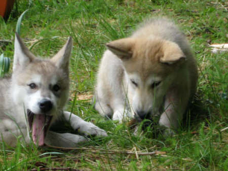 Wolf cubs