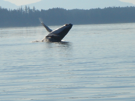 Humpbacks in Alaska's summer feeding grounds.