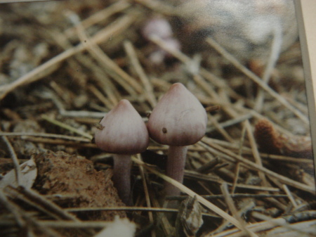 Mushrooms Samuel P Taylor Park