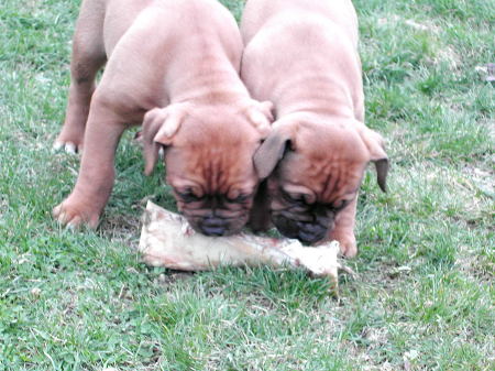 Maybe if we both try, we can pick up this bone