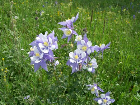 Our State Flower - Columbine