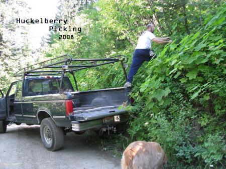 Picking Huckelberries