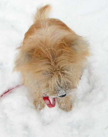 Caleigh snow pup