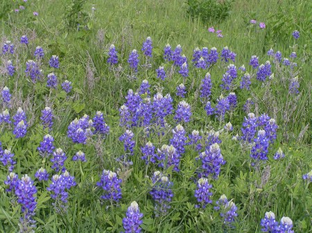 Bluebonnets in springtime texas