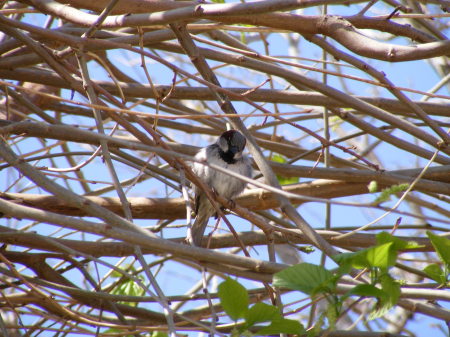 Bird In Tree