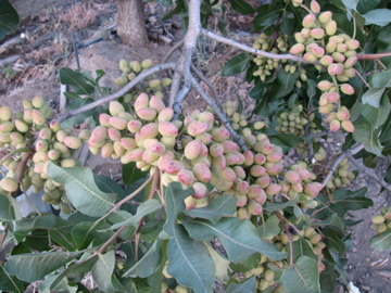 Pistachio farm in Fresno, California