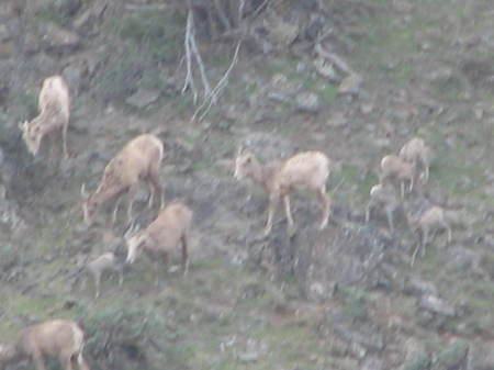 Mountain Goats