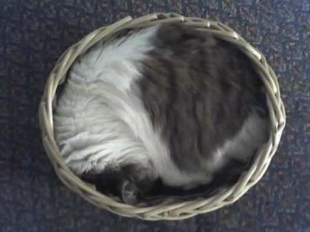 Bonnie in a basket looking oval.