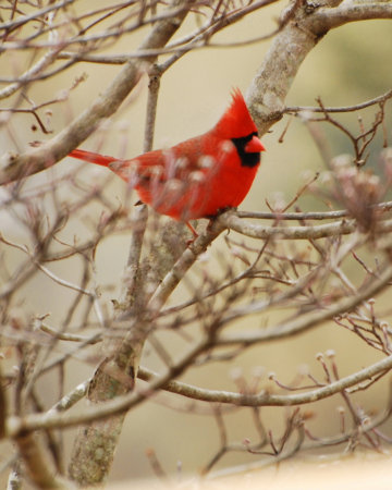 Cardinal in winter