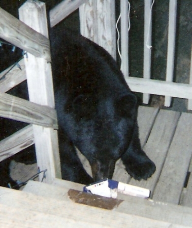 BEAR ON PORCH