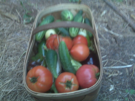 Garden Haul 7-12-09