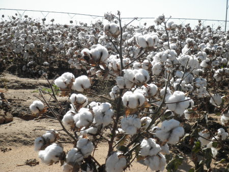 Texas Cotton Farm 2009