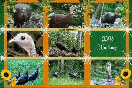 Wild Turkey