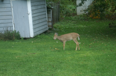 Deer in my back yard yesterday moring.